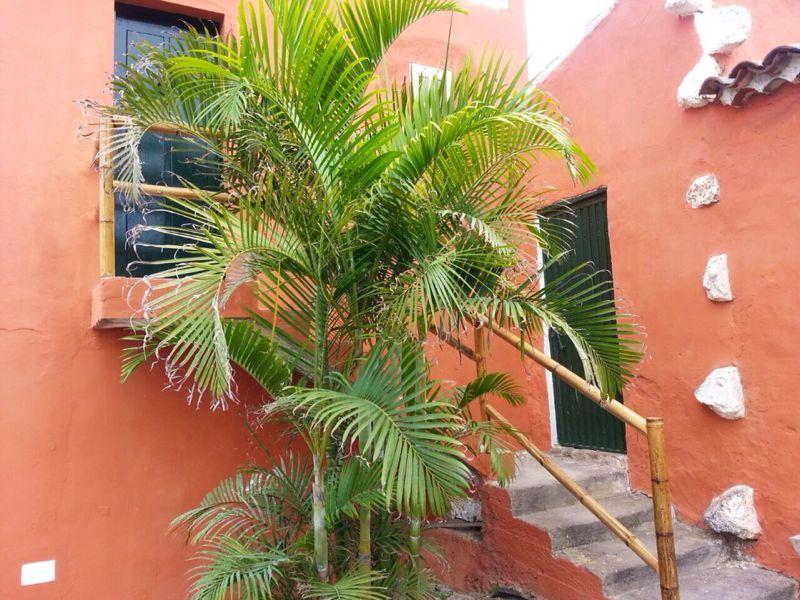 Apartmento Tabares Tejina Esterno foto